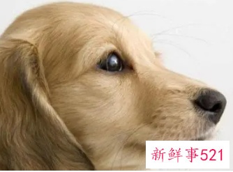 属狗的吉祥物是什么