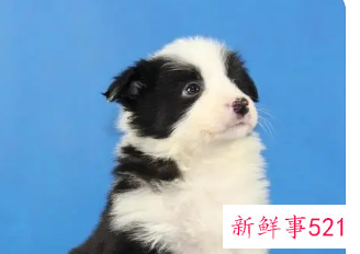 边牧幼犬容易兴奋怎么办