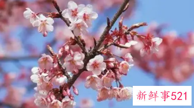 桃花相关的诗句