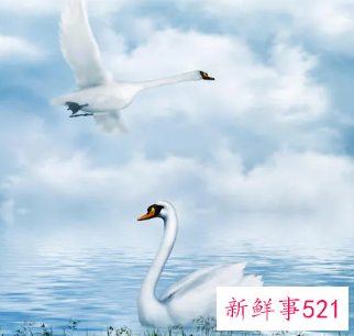 怎样判断是不是天鹅颈