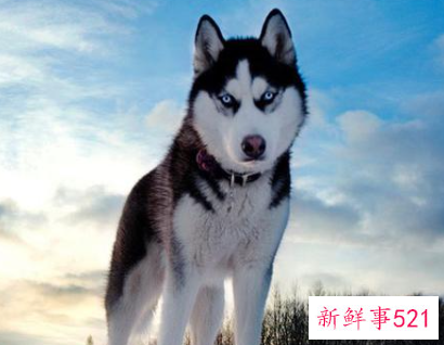 漂亮狗狗排行榜