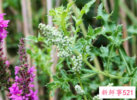 鼠草的功效与作用