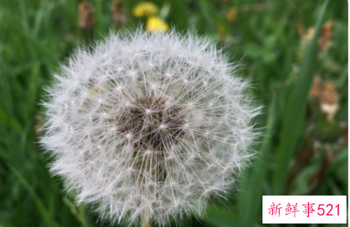 蒲公英根有什么样的功效