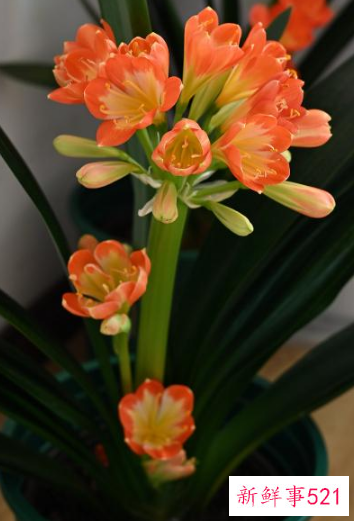 7种象征吉祥好运的花