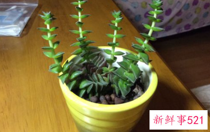 如何防止茜之塔徒长