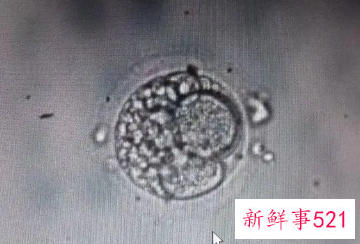正常的胚胎很坚强