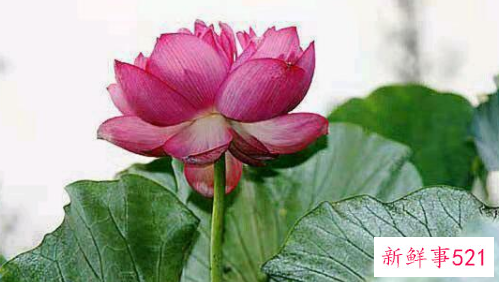 体育比赛锻炼孩子什么