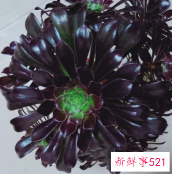 盘点开花后就死亡的六种多肉植物