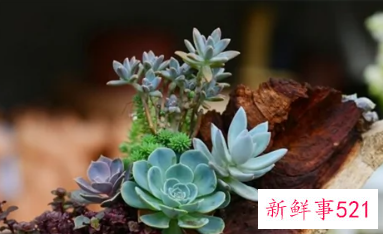 多肉汁水弄到脸上