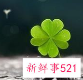 五十岁最漂亮的女人头像