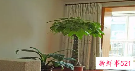 居家风水怎样旺财