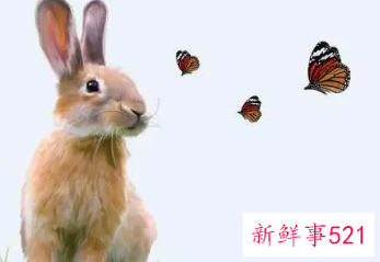 属兔的人网名怎么起的好