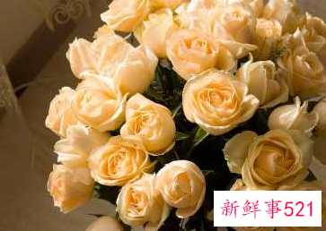 什么植物寓意安心