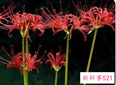 彼岸花适合送给什么人