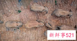 象群最新现身云南省玉溪市附近