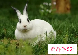 属兔的人网名怎么起的好