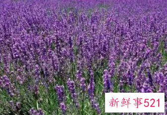 薰衣草的唯美句子