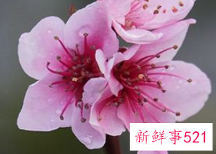 梦见桃花是意味着什么