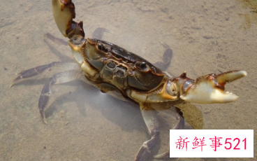 梦见水塘里抓螃蟹的周公解梦