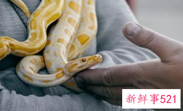 怀孕了梦见好多蛇是什么意思