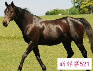 哪个生肖最爱属马女