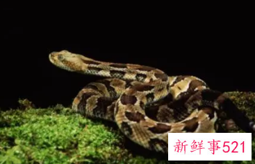 怀孕了梦见好多蛇是什么意思