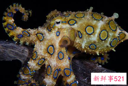 世界上最毒的生物