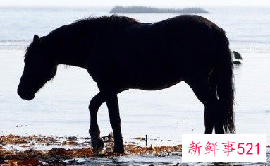 9月属马的人命好吗