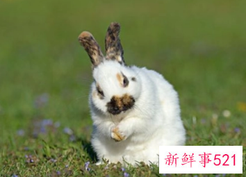 属兔的人网名怎么起的好