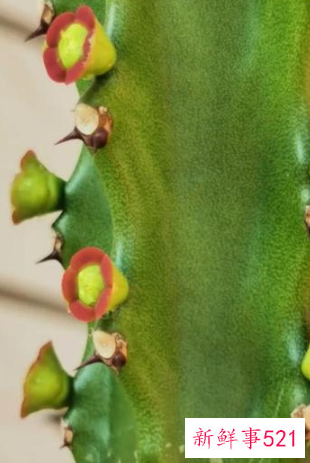 7种象征吉祥好运的花