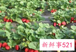 草莓叶子有什么功效和作用