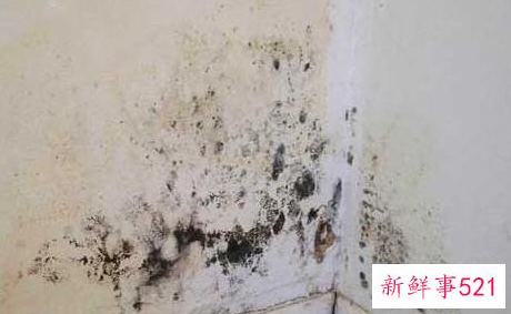外墙潮湿发霉怎么处理