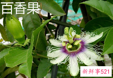 罗汉果和百香果的区别