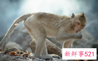 梦见猴子进来家里