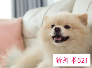 属狗的女生性格怎么样