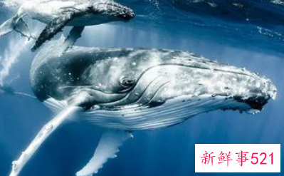 梦见大鱼说话是什么意思