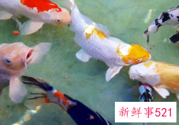 家里养鱼养几条好关于风水