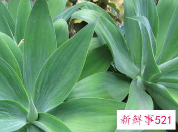 能吸收有害物质的阳台植物