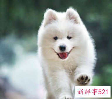 漂亮狗狗排行榜