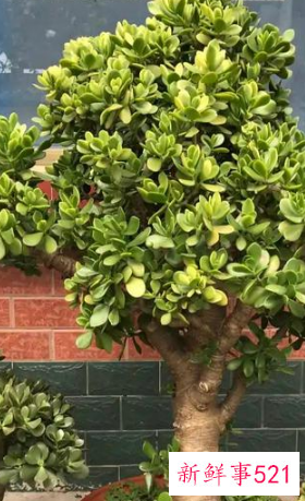 7种象征吉祥好运的花