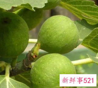 无花果树枝煮水的功效与药用价值