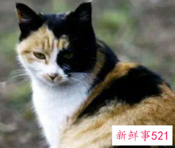 绝对不要收留怀孕流浪猫