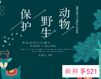 保护野生动物的活动主题