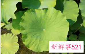 鲜荷叶的功效与作用