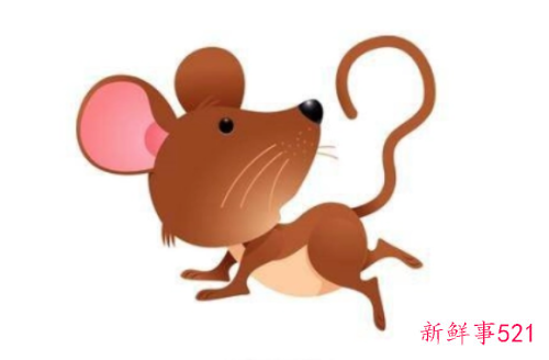 属鼠是什么命