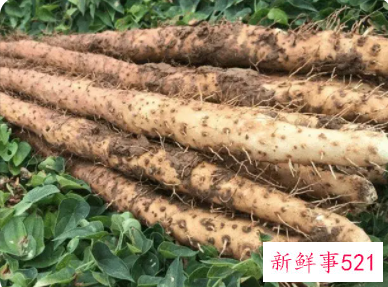 梦见吃山药是什么意思