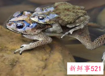 梦见癞蛤蟆是什么意思