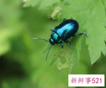 梦到小昆虫很听话