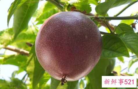 罗汉果和百香果的区别