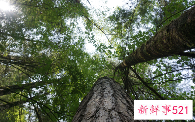 梦见几棵很高大的树